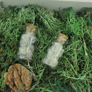 May include: Two small, clear glass bottles with cork stoppers, filled with a light-colored material, sit amidst vibrant green moss. A large, textured, brown pinecone rests near the bottles, creating a natural, earthy composition.