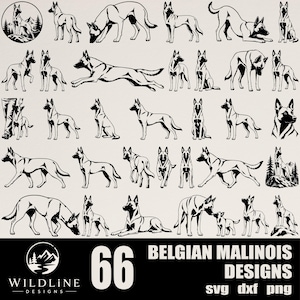 Puede incluir: Una colección de 66 ilustraciones gráficas en blanco y negro de perros Pastor Belga Malinois en varias posturas, incluyendo de pie, corriendo, sentado y tumbado. El texto dice 66 BELGIAN MALINOIS DESIGNS svg dxf png con un logotipo.