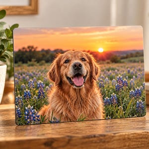 Puede incluir: Una impresión metálica rectangular que muestra a un golden retriever sentado en un campo de flores de lupino moradas. El fondo muestra un atardecer vibrante con un cielo naranja y un sol brillante sobre el horizonte detrás del perro.