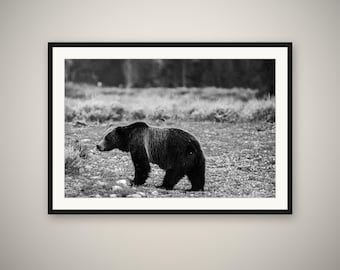 Grizzly Bear Print, Bear Wall Art, Grand Teton Wildlife Photography, Rustic Cabin Decor, Fine Art Print, Framed or Unframed