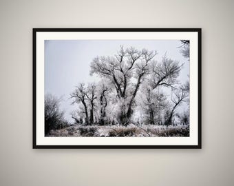 Frosted Cottonwoods Print, Wyoming Winter Landscape Wall Art, Snow Tree Photography, Rustic Cabin Decor