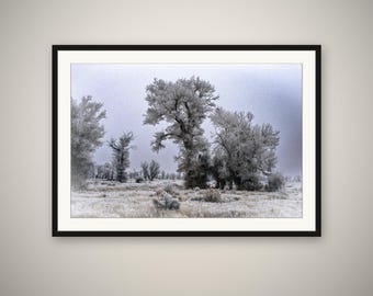Cottonwood Grove in Frost Print, Wyoming Winter Landscape, Snowy Tree Photography, Rustic Cabin Decor