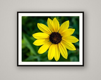 Wild Sunflower Print, Prairie Flower Wall Art, Rustic Nature Photography, Cabin Wall Decor