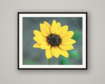 Yellow Sunflower Bloom Print, Wildflower Wall Art, Macro Nature Photography, Rustic Cabin Decor
