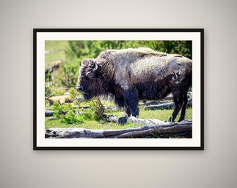 Bison Print, Buffalo Wall Art, Yellowstone Wildlife Photography, Western Ranch Decor, Fine Art Print, Framed or Unframed