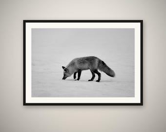 Red Fox Print, Fox in Snow Wall Art, Winter Wildlife Photography, Minimalist Animal Fine Art Print, Framed or Unframed