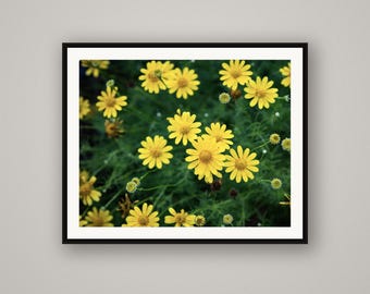 Yellow Wildflower Field Print, Prairie Wall Art, Wyoming Nature Photography, Rustic Cabin Decor