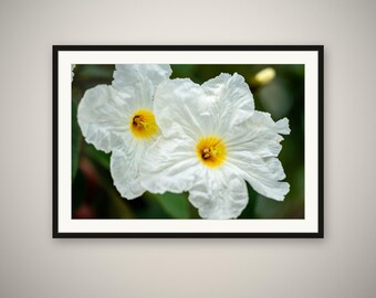 White Blooms Print, Garden Flower Wall Art, Macro Nature Photography, Botanical Wall Decor