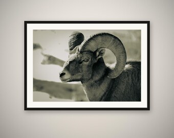 Bighorn Ram Print, Wildlife Wall Art, Grand Teton Wyoming Photography, Rustic Cabin Decor, Fine Art Print