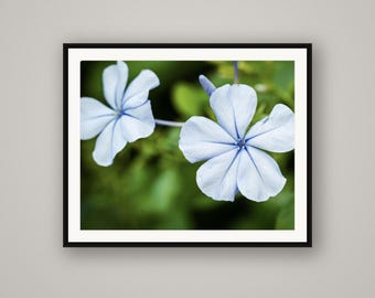 Blue Plumbago Flowers Print, Garden Wall Art, Botanical Nature Photography, Cottage Wall Decor