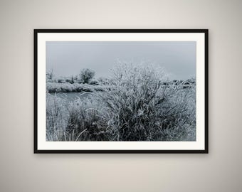 Frosted Willows Print, Wyoming Winter Wall Art, Frost Nature Photography, Rustic Cabin Decor