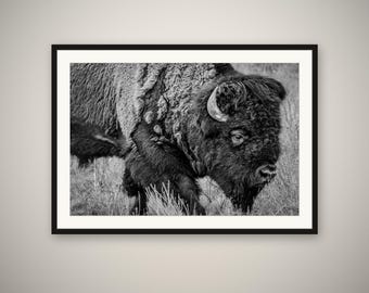 Bison Portrait Print, Buffalo Wall Art, Black and White Photography, Grand Teton Wildlife, Rustic Cabin Decor, Fine Art Print