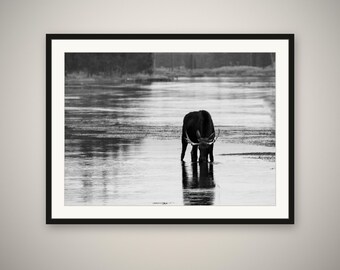 Water's Edge Moose Print, Moose Wall Art, Wyoming Wildlife Photography, Rustic Cabin Lodge Decor, Fine Art Print, Framed or Unframed