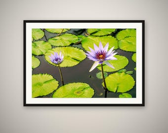 Water Lily Print, Pond Flower Wall Art, Botanical Nature Photography, Zen Garden Decor
