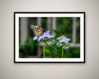 Monarch Butterfly Print, Wildflower Wall Art, Wyoming Nature Photography, Rustic Cabin Decor, Fine Art Print