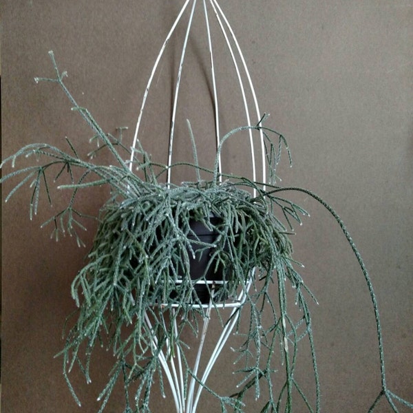 Vintage Mid Century Hanging Plant Holder Basket