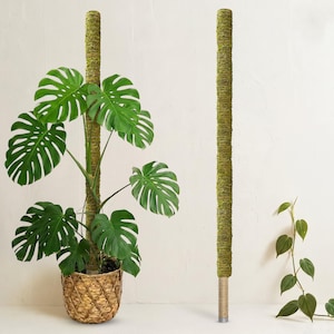May include: A tall, cylindrical moss pole with a textured green surface, shown both supporting a large Monstera plant in a woven basket and standing alone as a separate unit, featuring a sturdy base for insertion into a plant pot.
