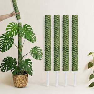 May include: Four cylindrical plant support poles featuring a green plastic mesh exterior filled with brown moss-like material, each attached to a white plastic stake base, shown alongside a potted monstera plant with a similar support pole.