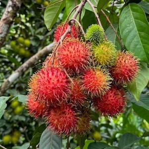 May include: A cluster of rambutan fruit hanging from a branch, featuring round shapes covered in soft, hair-like spines. The fruits display a gradient of colors, ranging from bright red to yellow and green, with smooth green leaves visible.