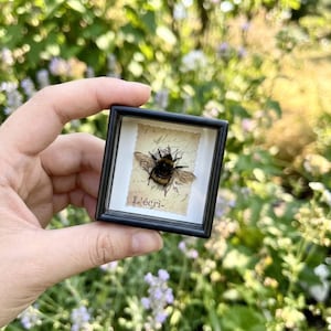 May include: A small square black frame containing a preserved bumblebee specimen mounted on a piece of vintage-style paper with scalloped edges. The paper features cursive script text and the word L'écri- printed in black ink on a cream background.