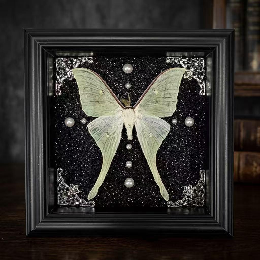 Luna moth specimen - Etsy 日本