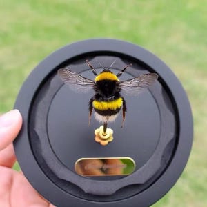Könnte beinhalten: Eine präparierte Hummel mit schwarz-gelb gestreiftem, flauschigem Körper und durchsichtigen Flügeln, befestigt auf einer goldfarbenen, blütenförmigen Nadel. Das Insekt ist auf einem runden schwarzen Sockel mit kleiner goldener Plakette montiert.