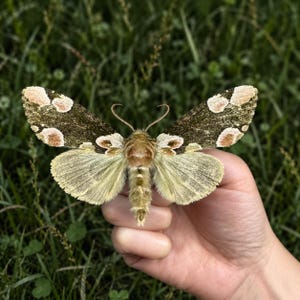 Echtes Exemplar des Gaurena sinuata-Schmetterlings, hochwertiges, ethisch einwandfreies Insektenpräparat, ausgebreitet oder in natürlicher Form, inklusive kostenloser Acrylbox, ideales Geschenk für Insektenliebhaber.