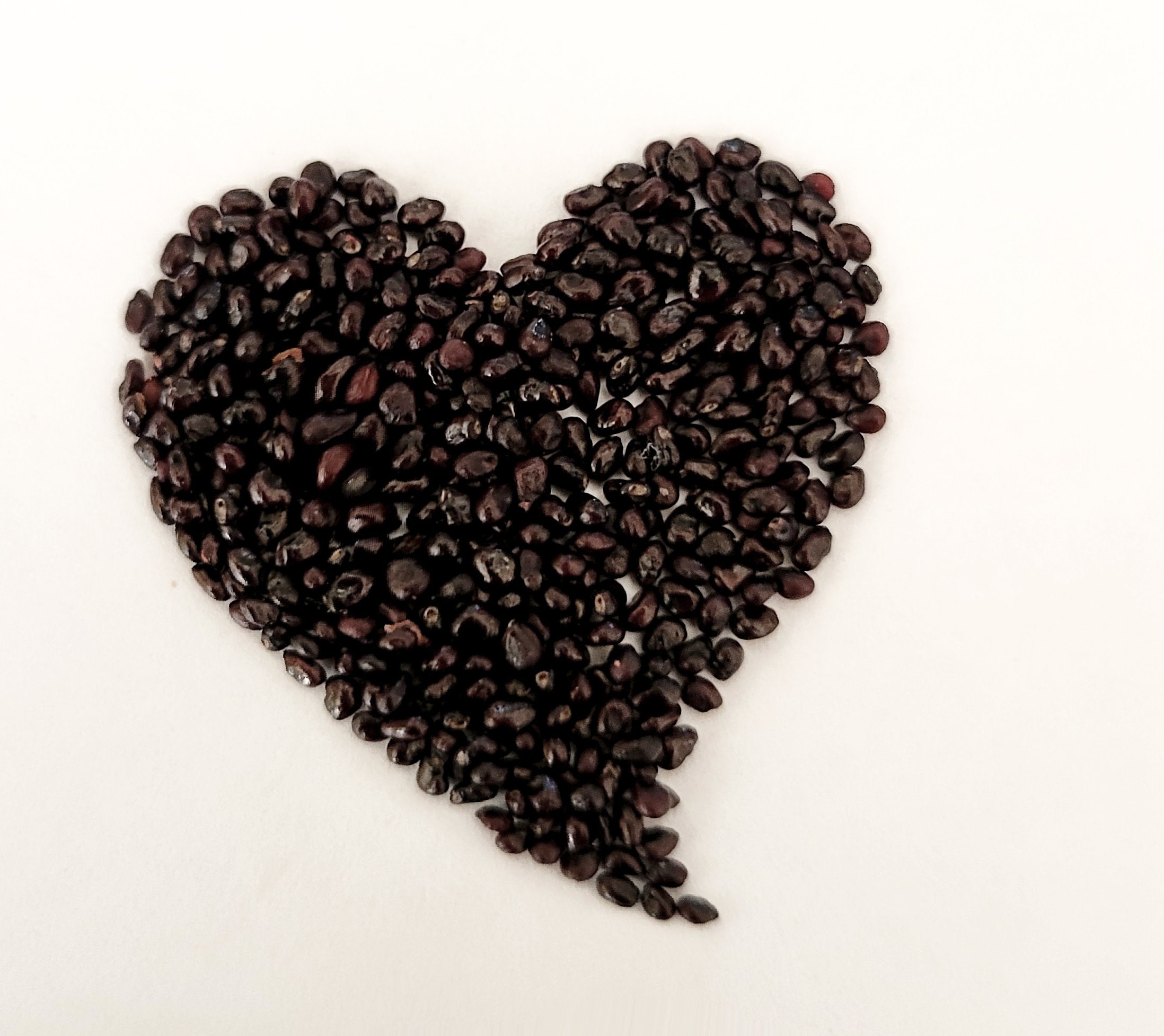 Saguaro Cactus Seeds - Etsy