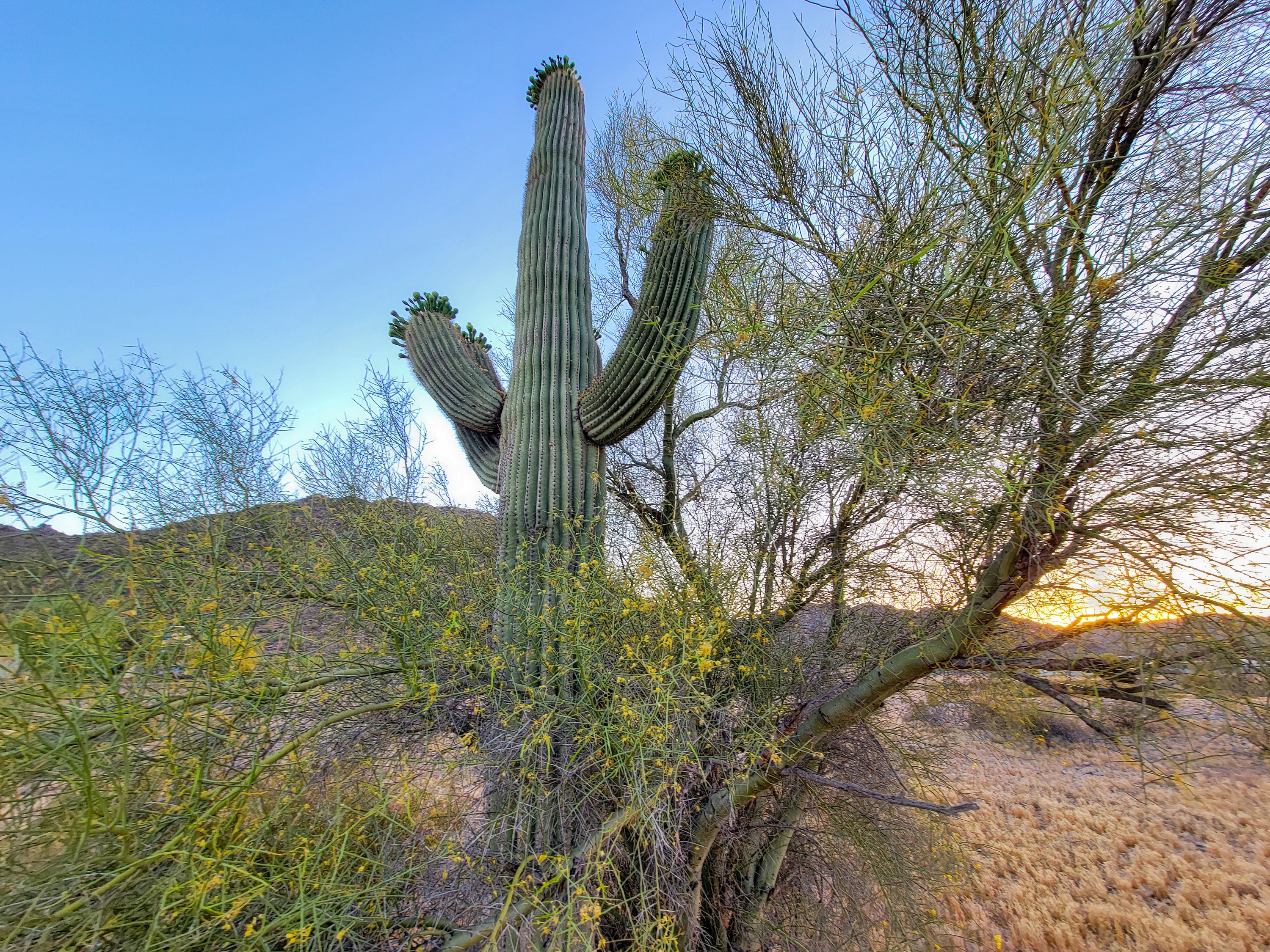 Saguaro Kaktus Samen - Etsy.de