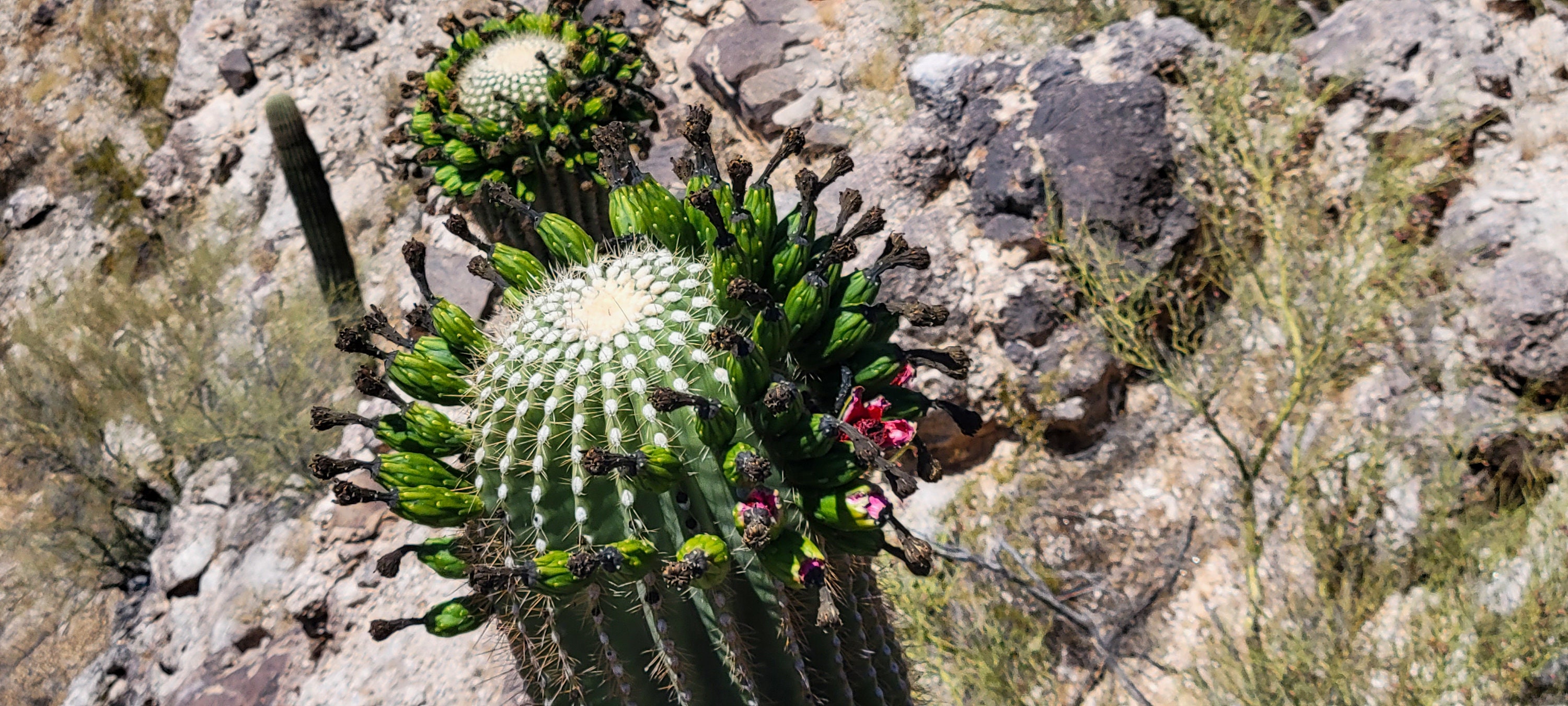 kaktus vorteile Kaktus Cereus Künstlich - Künstliche Pflanzen