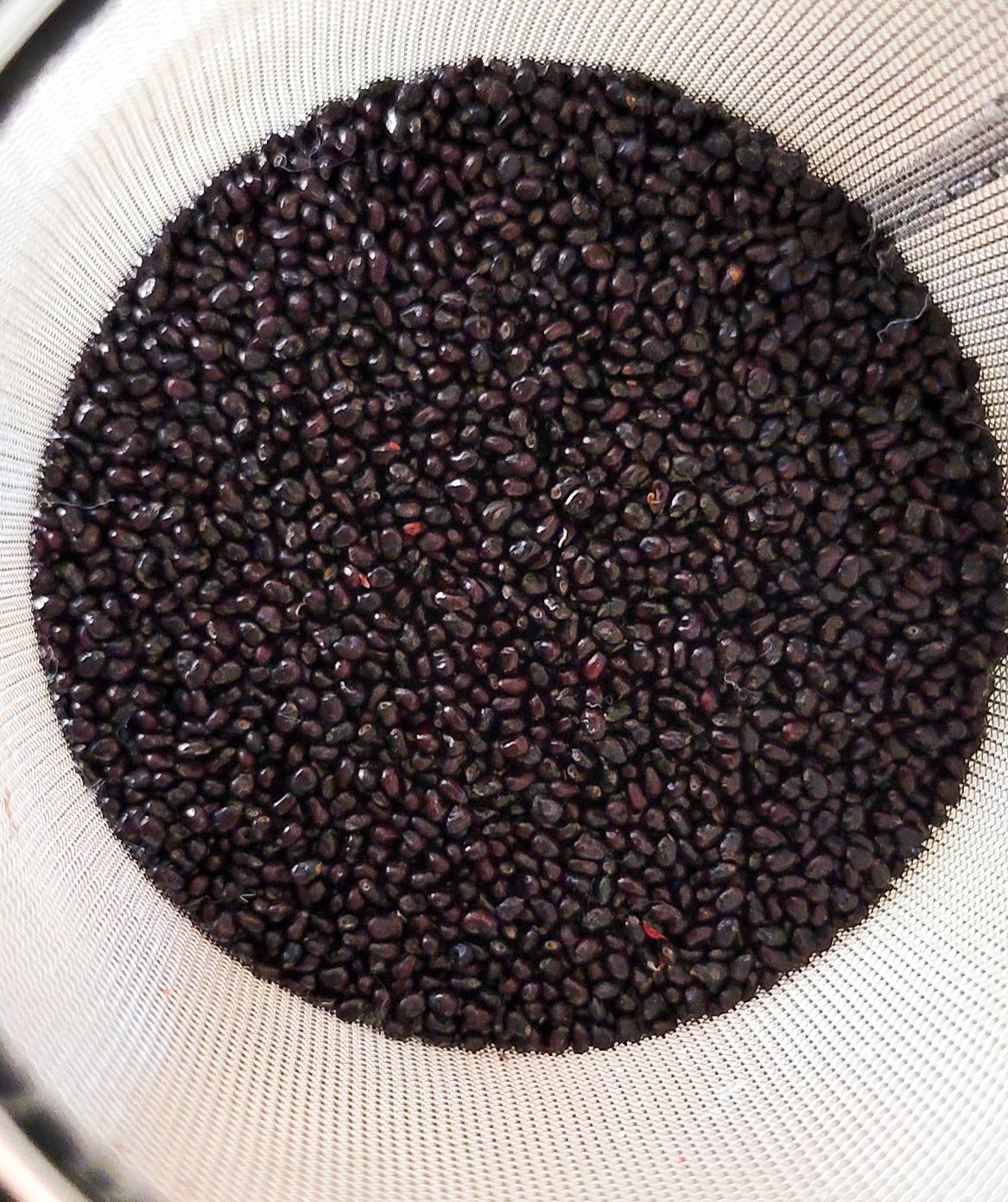 Saguaro Cactus Seeds - Etsy