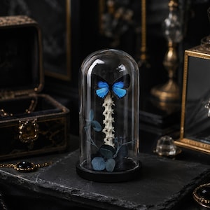 Può includere: Una cupola in vetro trasparente con base nera contenente un esemplare di farfalla blu brillante montato su una colonna vertebrale animale bianca. L'esposizione include petali di ortensia essiccati blu scuro alla base della struttura ossea.