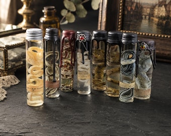 Überraschungsbox mit Mini-Schlangenpräparaten, zufällig ausgewähltes konserviertes Reptil im Glas, Sammlung naturkundlicher Kuriositäten