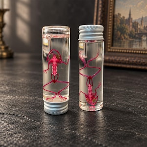 May include: Two clear glass vials containing small, pink-stained frog skeletons suspended in liquid. Each vial is capped with a silver-coloured metal screw top. The skeletons are positioned vertically within the transparent cylindrical containers.