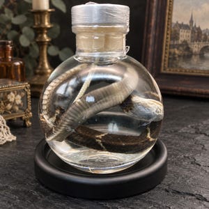 Può includere: Una bottiglia di vetro sferica e trasparente riempita di liquido, contenente un serpente conservato arrotolato con squame marrone scuro e bianche. La bottiglia è sigillata con un tappo traslucido e poggia su una base circolare nero opaco.