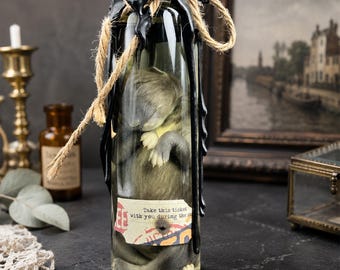 Real Fox Wet Specimen of Moral Origin