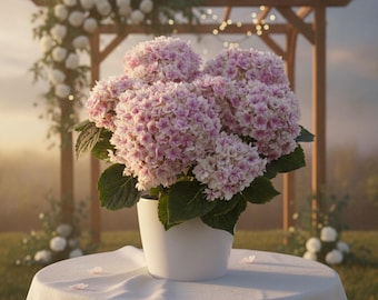 Levande rosa hortensia i kruka – Året runt-blommande planta för hem och trädgård.