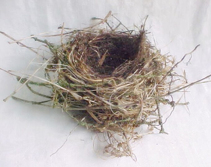 Real Birds Nest Genuine Bird Home Found Supply Natural Etsy