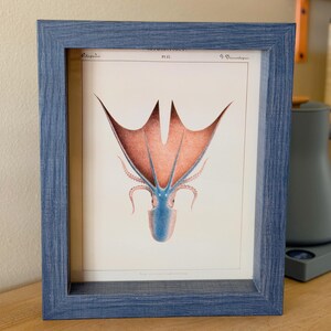 May include: A rectangular blue wooden frame containing a vintage-style scientific illustration of a cephalopod. The creature features a prominent blue head and body with large, expansive, reddish-brown fins and multiple tentacles extending downwards.