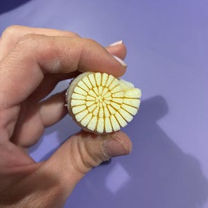 Könnte beinhalten: Ein kleines, zylindrisches, schwammartiges Objekt mit einer hellgelben, texturierten Oberfläche, die ein radiales, spiralförmiges Muster aus dünnen, eng beieinander liegenden Segmenten aufweist, die von einem Mittelpunkt ausgehen und an eine stilisierte Blume erinnern.