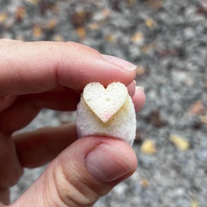 以下が含まれることがあります： ハートの形をした、オフホワイトの多孔質フォーム素材の小さなオブジェクト。スポンジのような質感で、表面には目に見える気孔があり、ハートの付け根付近にはわずかに黄色がかった変色が見られます。