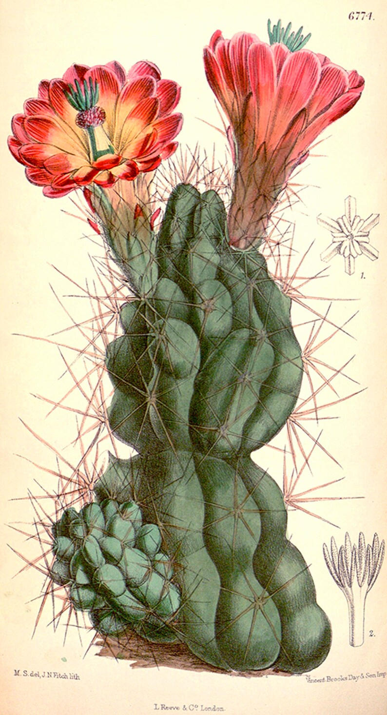 Vintage Cactus, Flower, Set of 2 Giclee Prints, Wall Art, Antique