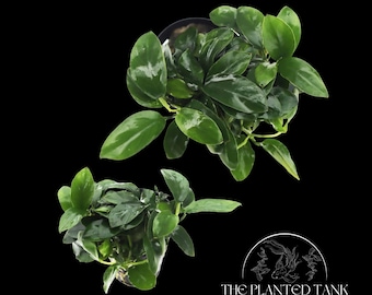 Anubias Nana Petite - Live Aquarium Plant