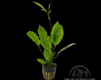 Amazon Sword - Easy Live Aquarium Plant