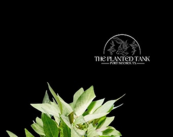 Hygrophila corymbosa “Compacta” - Potted Aquarium Stem Plant