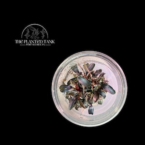 May include: A small aquatic plant with dark purple and green lance-shaped leaves contained in a clear circular plastic cup. The logo for The Planted Tank Port Neches, TX is visible in the upper left corner against a solid black background.