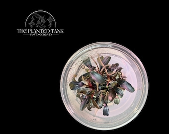 Bucephalandra Brownie Ghost Tissue Culture Cup - Live Aquarium Plant