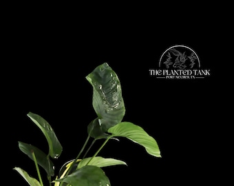 XL Anubias Barteri - Easy Live Aquarium Plant