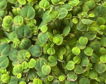 Red Root Floater Portion - Live Red Floating Aquarium or Pond Plant