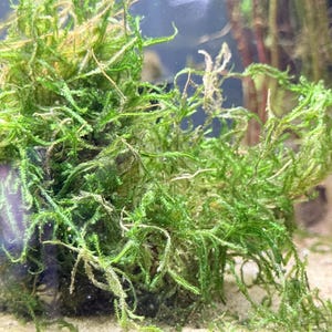 May include: A dense cluster of vibrant green aquatic moss with fine, branching filaments growing in a submerged environment. The moss features a textured, tangled appearance with varying shades of bright and deep green, resting on a sandy substrate.